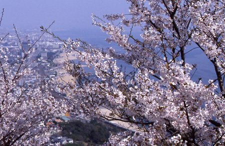 須磨浦の桜